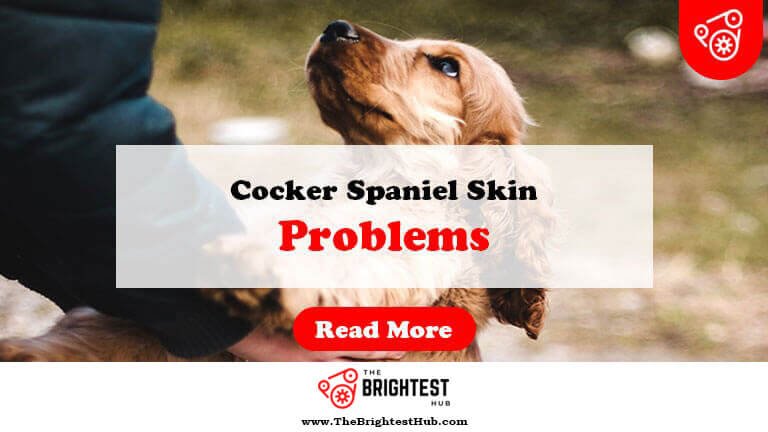 Cocker-Spaniel-Skin-Problems-Fi1
