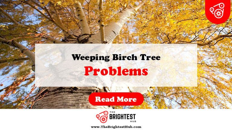 Weeping-Birch-Tree-Problems-Fi1
