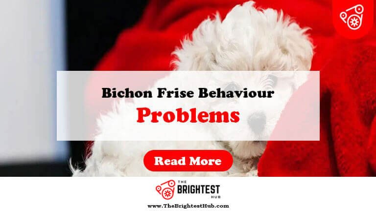 Bichon-Frise-Behaviour-Problems-Fi1