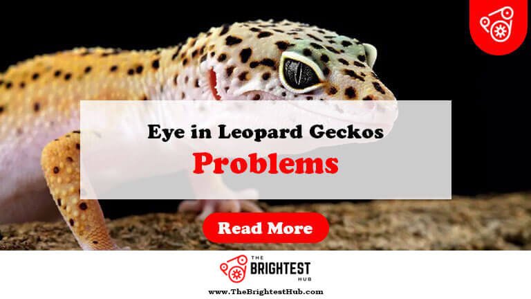 Eye-Problems-in-Leopard-Geckos-Fi1