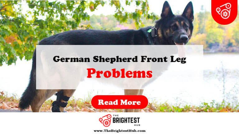 German-Shepherd-Front-Leg-Problems-Fi1