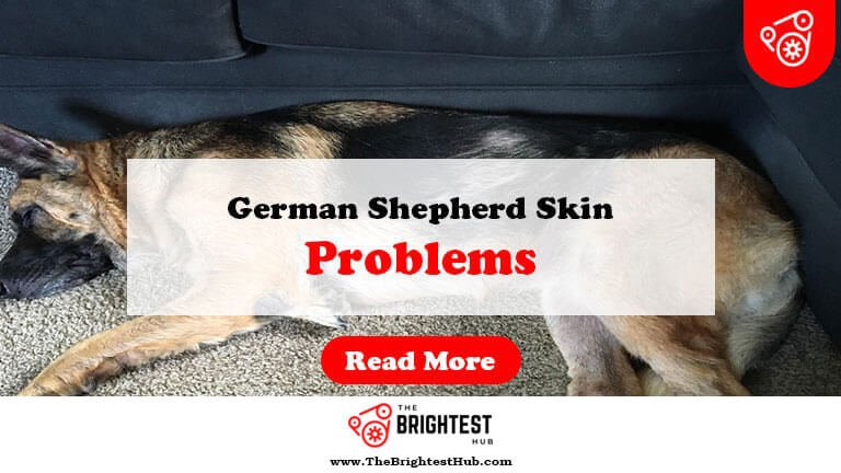 German-Shepherd-Skin-Problems-Fi1