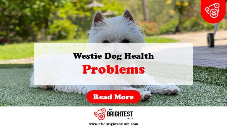 Westie-Dog-Health-Problems-Fi1