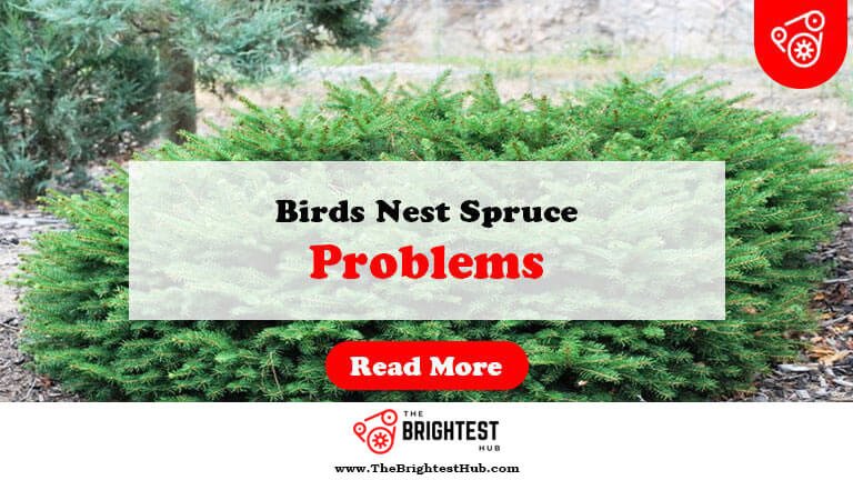 Birds-Nest-Spruce-Problems-Fi1
