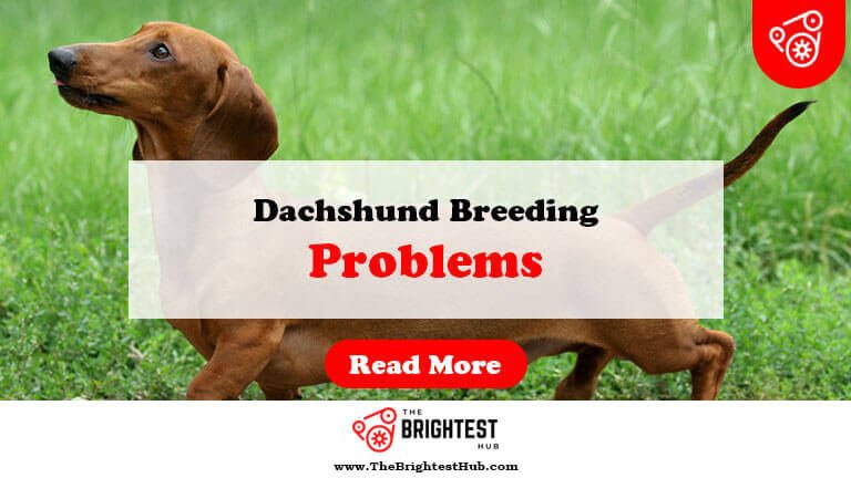 Dachshund-Breeding-Problems-Fi1