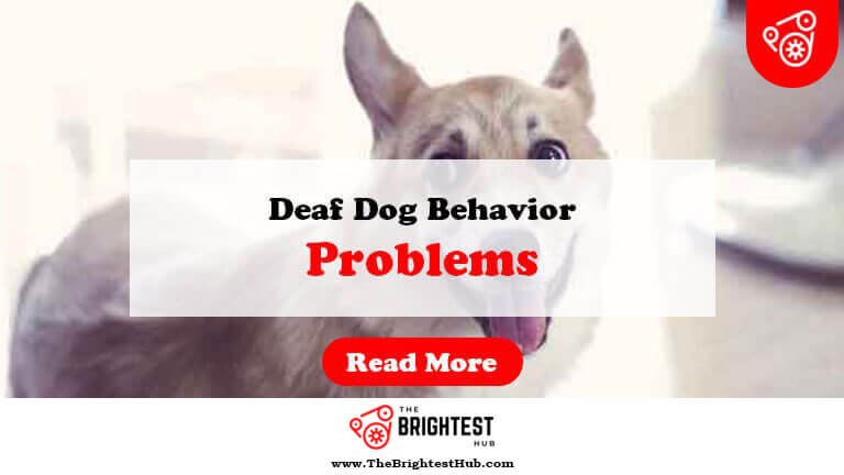 Deaf-Dog-Behavior-Problems-Fi1