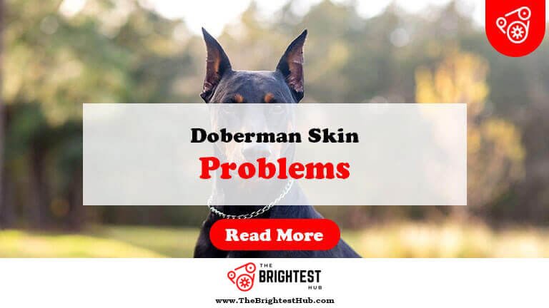 Doberman-Skin-Problems-Fi1