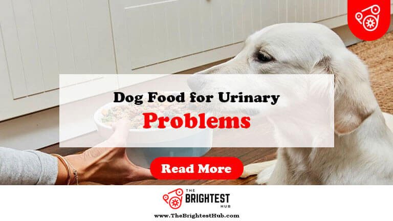 Dog-Food-for-Urinary-Problems-Fi1