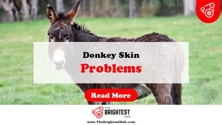 Donkey-Skin-Problems-Fi1