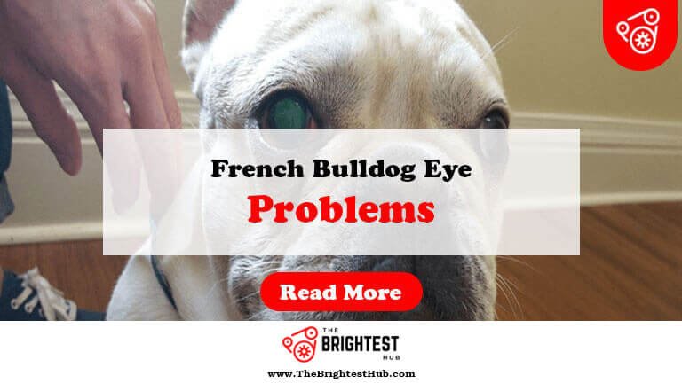 French-Bulldog-Eye-Problems-Fi1