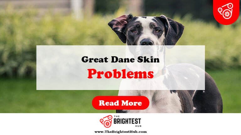 Great-Dane-Skin-Problems-Fi1