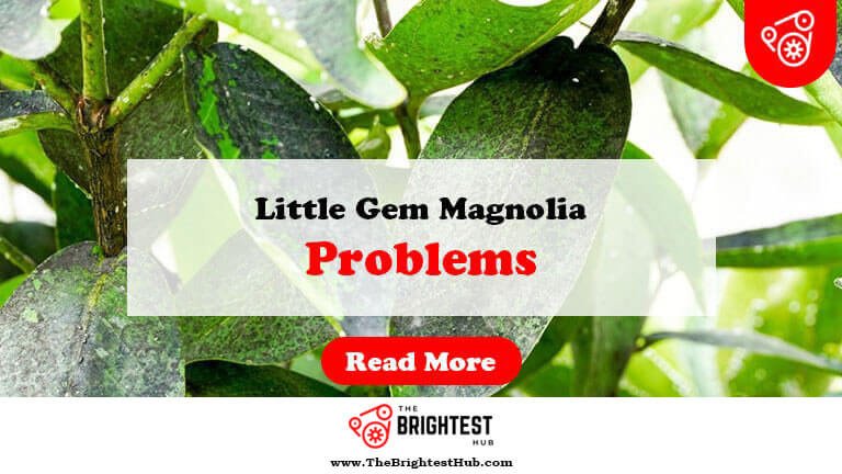 Little-Gem-Magnolia-Problems-Fi1