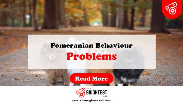Pomeranian-Behaviour-Problems-Fi1