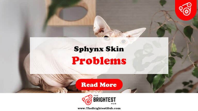 Sphynx-Skin-Problems-Pictures-Fi1