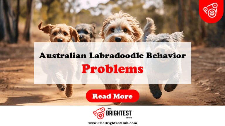 Australian-Labradoodle-Behavior-Problems-Fi1