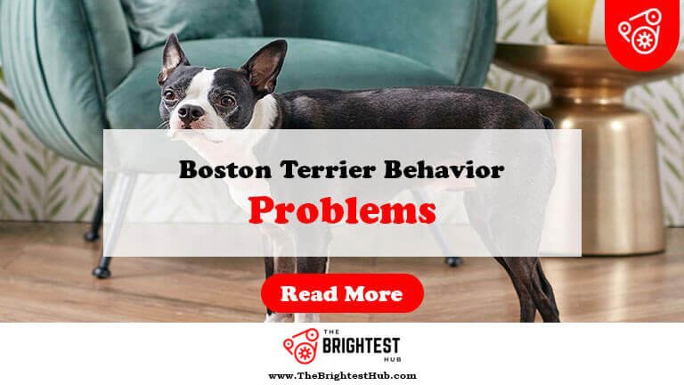 Boston-Terrier-Behavior-Problems-Fi1