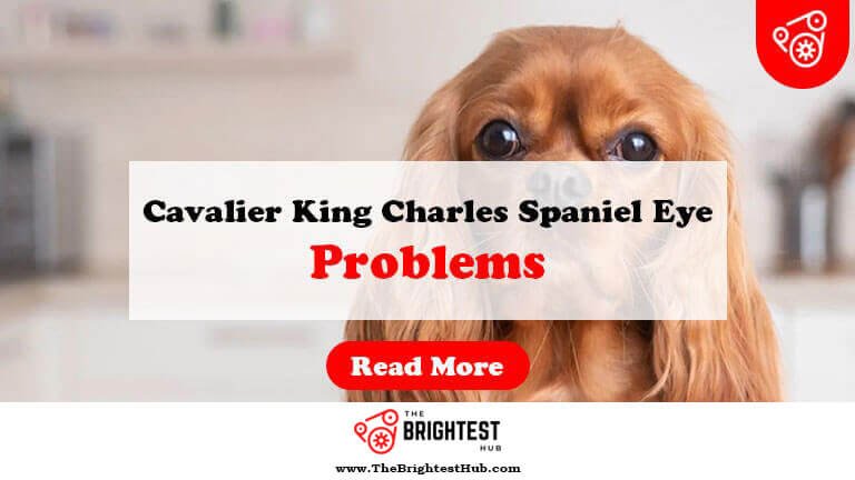 Cavalier-King-Charles-Spaniel-Eye-Problems-Fi1