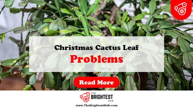 Christmas-Cactus-Leaf-Problems-Fi1