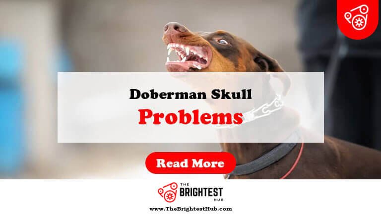 Doberman-Skull-Problems-Fi1