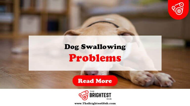 Dog-Swallowing-Problems-Fi1