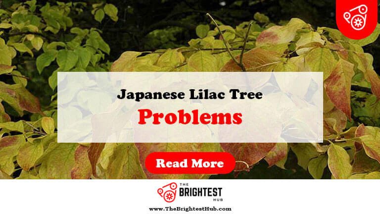 Japanese-Lilac-Tree-Problems-Fi1