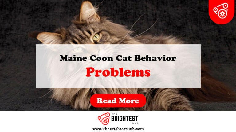 Maine-Coon-Cat-Behavior-Problems-Fi1