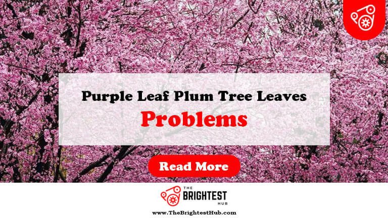 Purple-Leaf-Plum-Tree-Problems-Leaves-Fi1