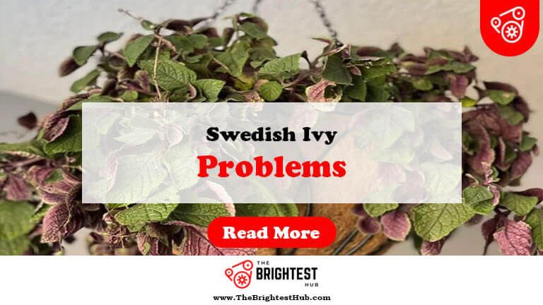 Swedish-Ivy-Problems-Fi1