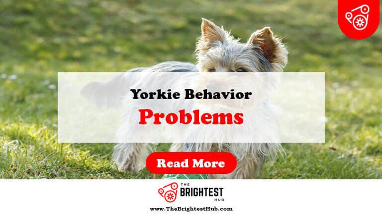 Yorkie-Behavior-Problems-Fi1