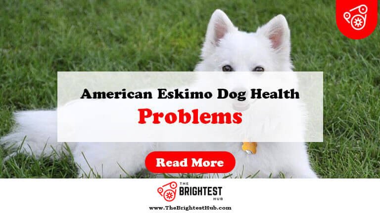 American-Eskimo-Dog-Health-Problems-Fi1