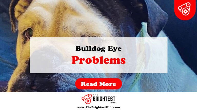 Bulldog-Eye-Problems-Fi1