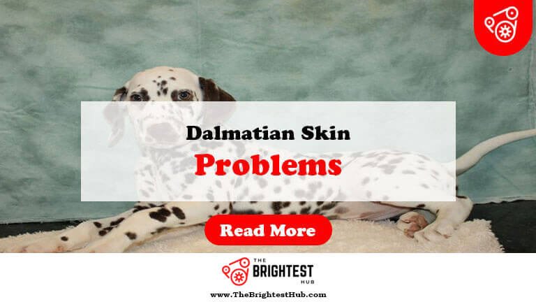 Dalmatian-Skin-Problems-Fi1
