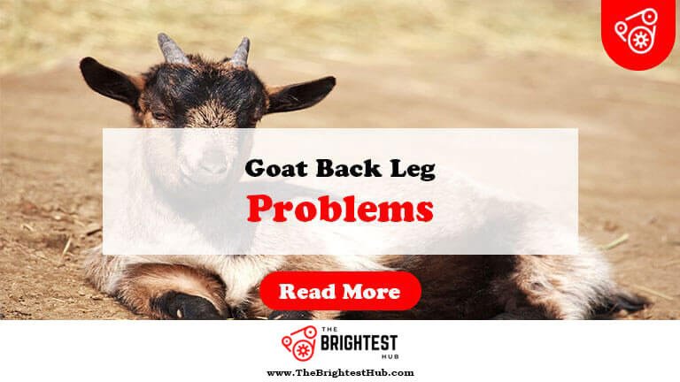 Goat-Back-Leg-Problems-Fi1