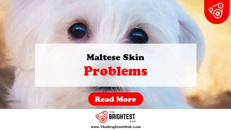 Maltese-Skin-Problems-Fi1