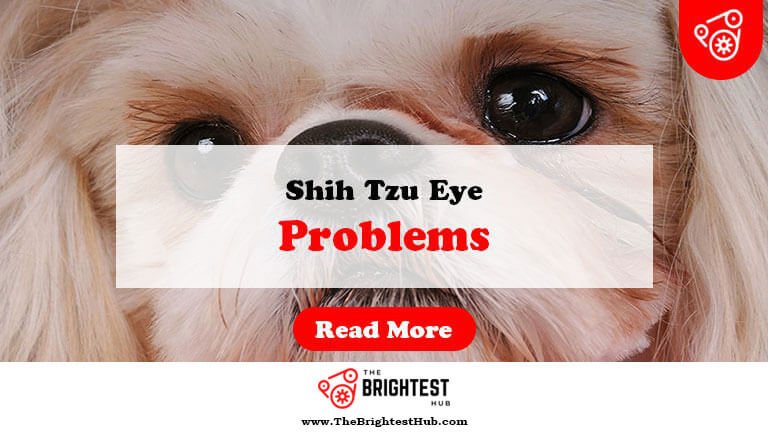 Shih-Tzu-Eye-Problems-Fi1