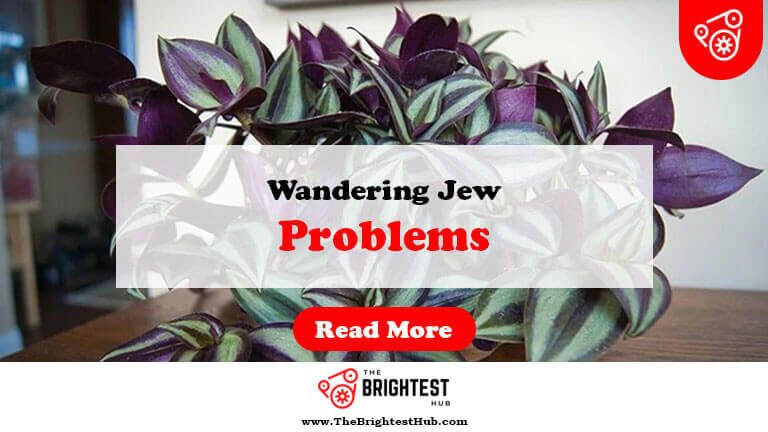 Wandering-Jew-Problems-Fi1