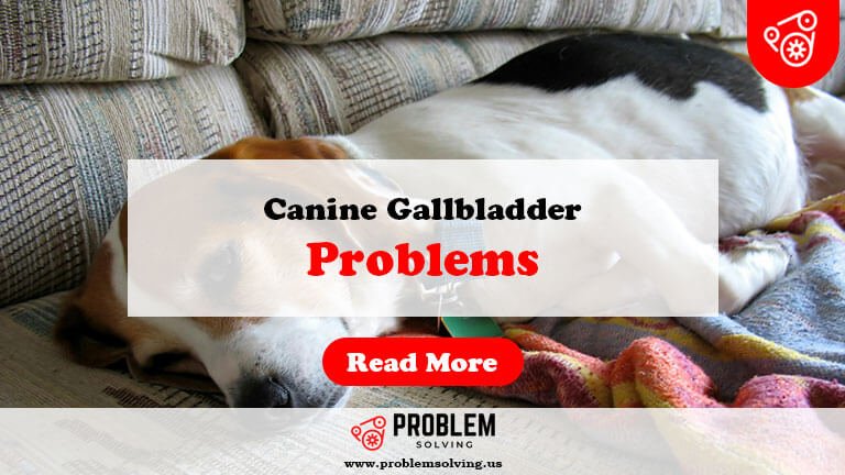 Canine Gallbladder Problems-Fi