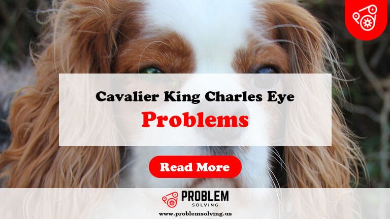 Cavalier King Charles Eye Problems-Fi