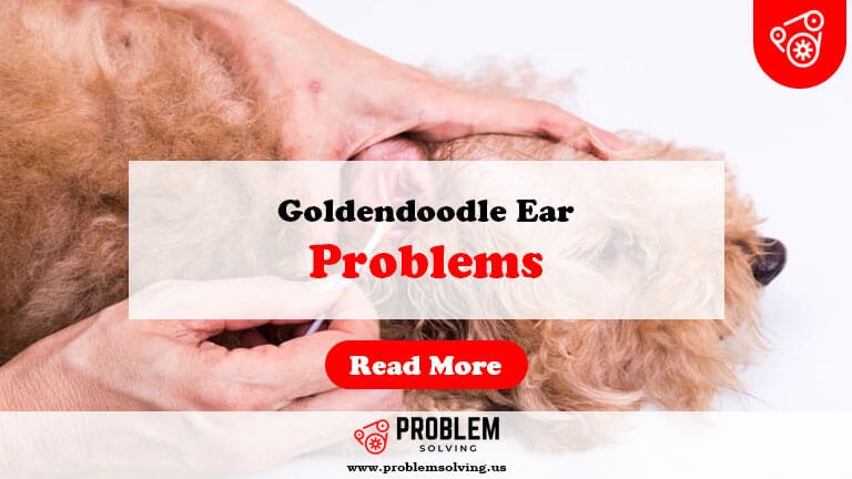 Goldendoodle Ear Problems-Fi